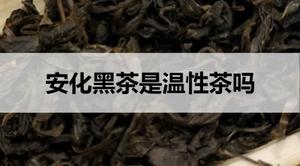 安化黑茶是温性茶吗?